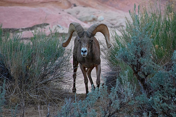 Desert Bighorn Sheep Ram, Zion National Park, UT