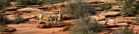 Watchful, Big Horn Sheep, Zion National Park, UT