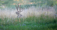 Mule Deer Buck, Capitol Reef National Park, UT