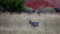 Mule Deer Buck, Torrey, UT