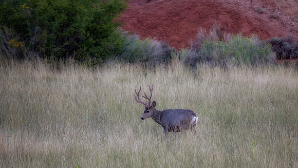 Mule Deer Buck, Torrey, UT