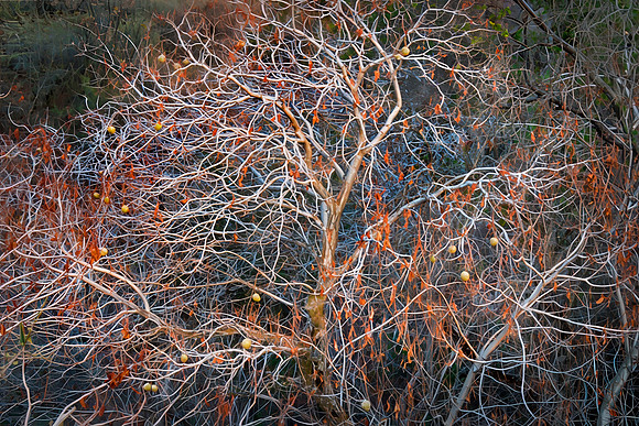 Buckeye Tree, King's Canyon National Park, CA
