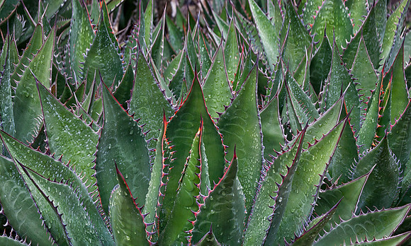 Coastal Agave, Santa Barbara Botanic Gardens, Santa Barbara, CA