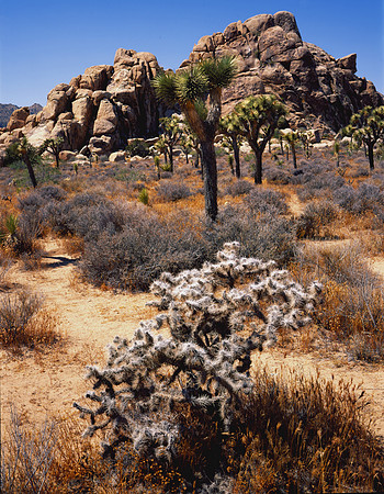 Cactus and Joshua Tree, Joshua Tree National Park, CA