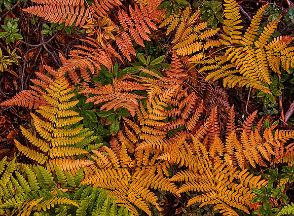 Trailside Ferns, Yosemite National Park, CA