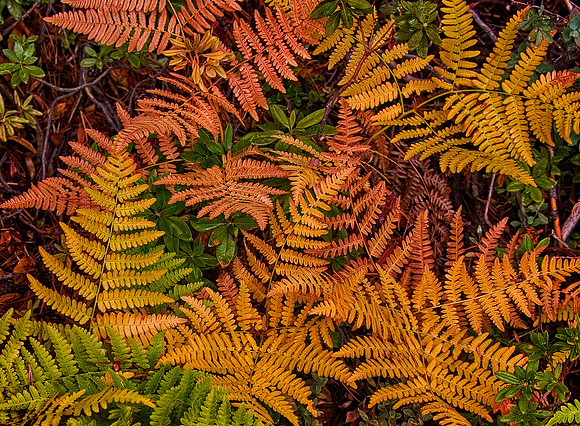 Trailside Ferns, Yosemite National Park, CA