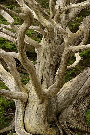 Cypress Trunk, Point Lobos, Carmel, CA
