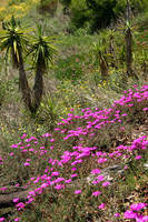Cactus Garden, Balboa Park, San Diego, CA