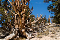 Ancient Bristlecone Pines, Great Basin National Park, NV