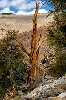 Ancient Bristlecone, Great Basin National Park, NV