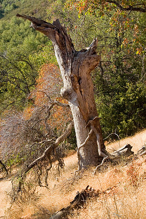 Tree Arms, Sequoia National Park, CA
