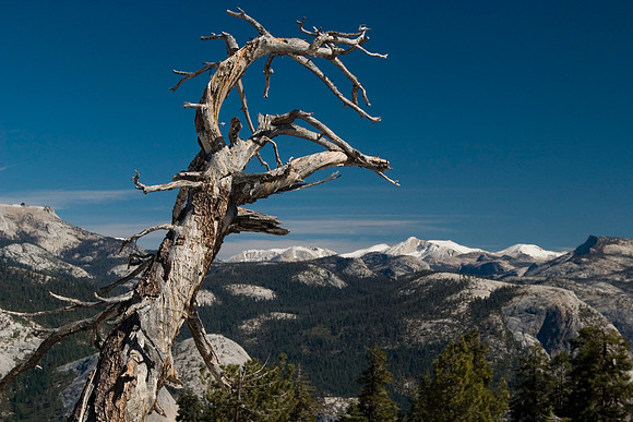 Jeffrey Pine, Yosemite National Park, CA