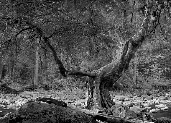 Adams Tree, Merced River, Yosemite National Park, CA