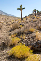 Holy Joshua Tree, Death Valley National Park, CA
