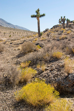 Holy Joshua Tree, Death Valley National Park, CA