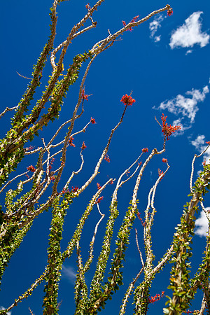 Ocotillo and Sky, Joshua Tree National Park, CA