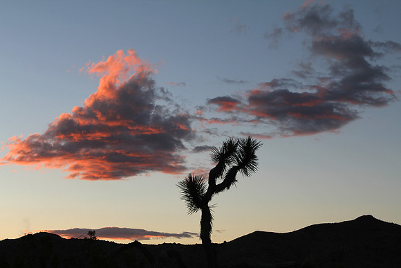 Joshua Tree Sunset V, Joshua Tree National Park, CA