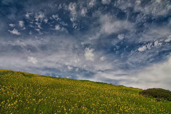 Dotted Sky, Santa Cruz Island, Channel Islands National Park, CA