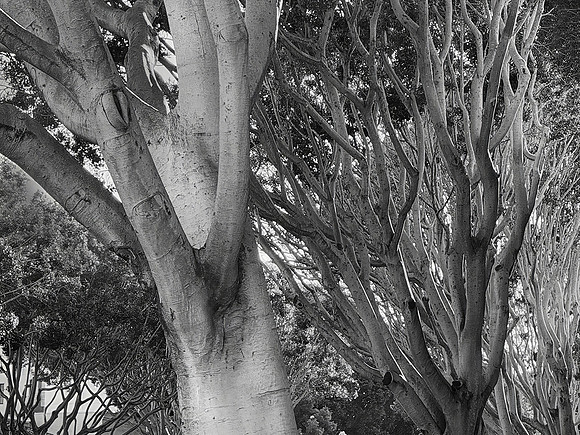 Indian Laurel Fig (Ficus microcarpa), Santa Barbara, CA