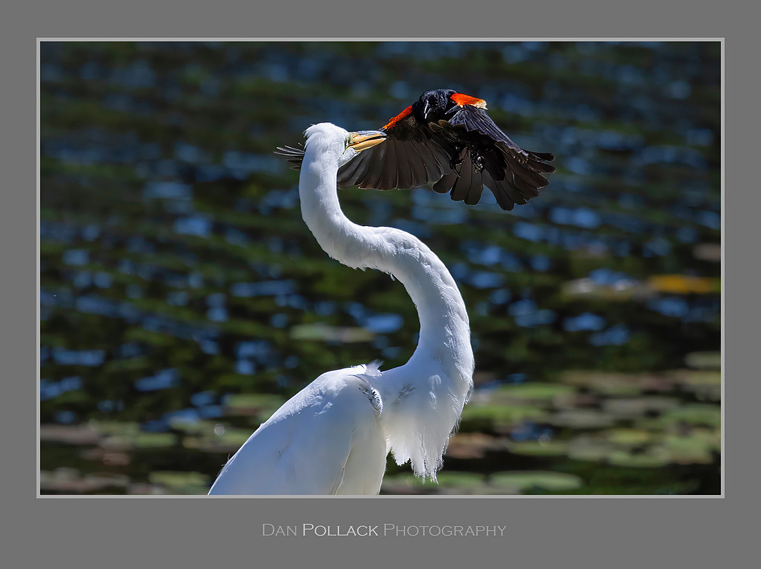 Red-Winged Blackbird and Great Egret