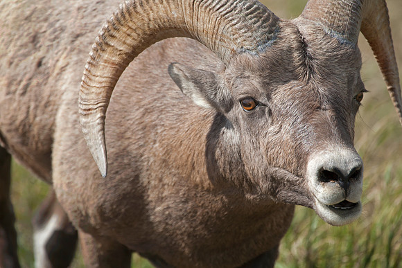 Big Horn Sheep Ram, Badlands National Park, SD (September 15, 2015, 2:26pm)