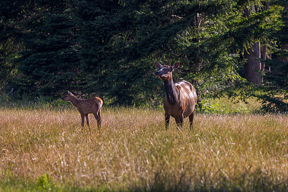 Elk and Young
