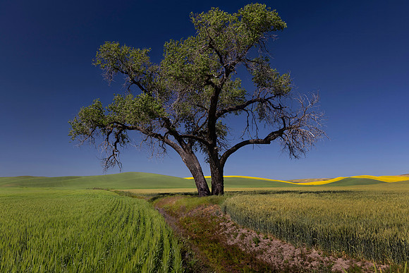 Cottonwood at Base of Steptoe Butte, WA