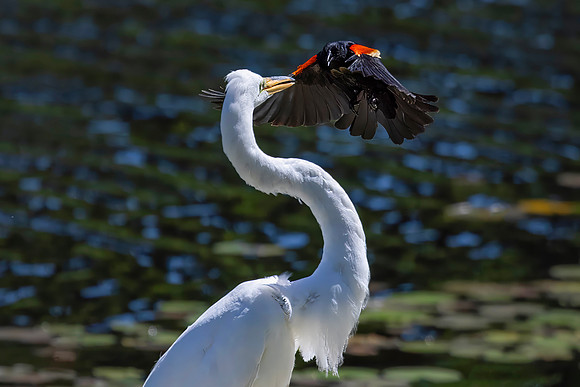 Red-Winged Blackbird Harassing a Great Egret