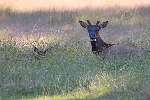 Resting Elk, Packwood, WA