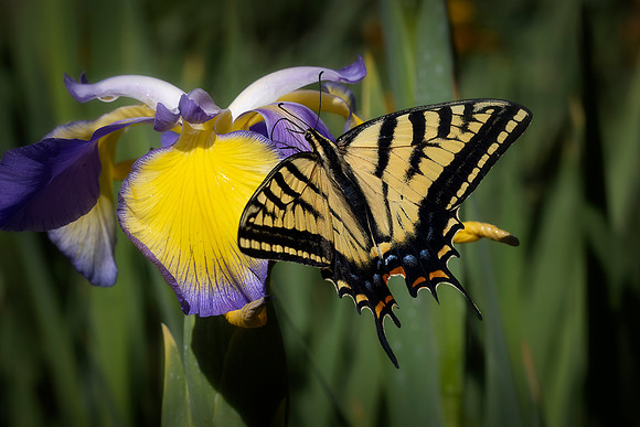 Swallowtail on Iris, Moscow Arboretum, ID