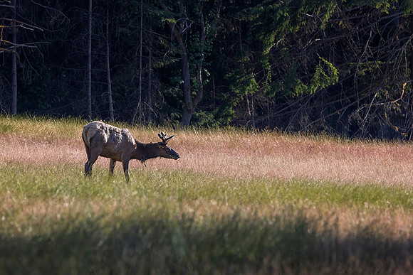 Elk, Packwood, WA