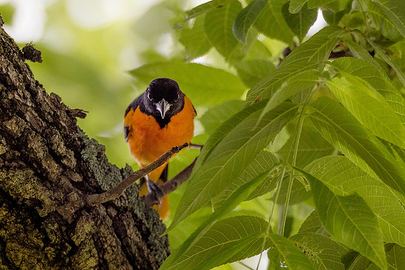 Baltimore Oriole