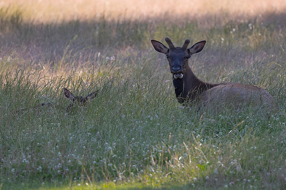 Resting Elk, Packwood, WA