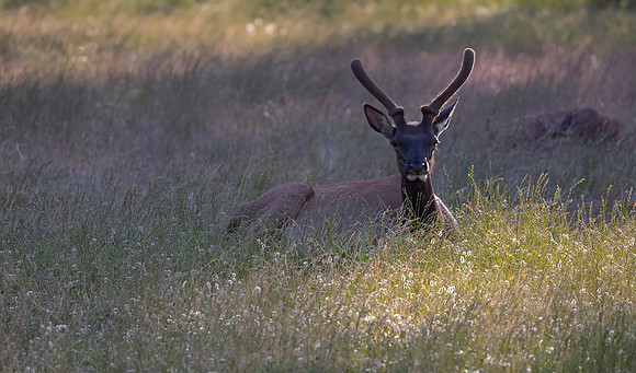Elk Stag, Packwood, WA