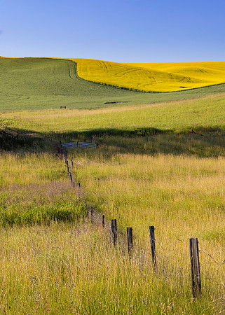 Fence Line and Canola Fields, Steptoe, WA