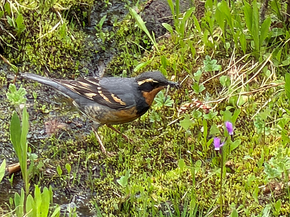 Varied Thrush