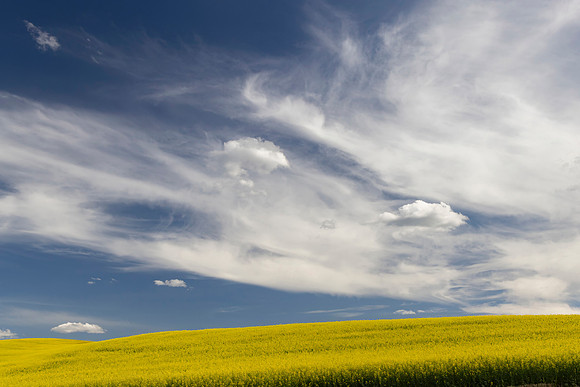 Canola Fields and Blue Skies 2, Steptoe, WA