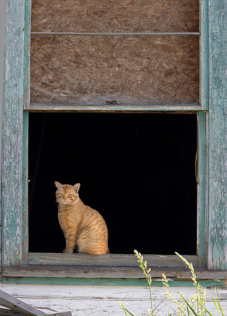 Kitty Kitty, Oakesdale, WA