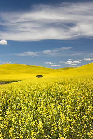 Canola Fields and Blue Skies, Steptoe, WA