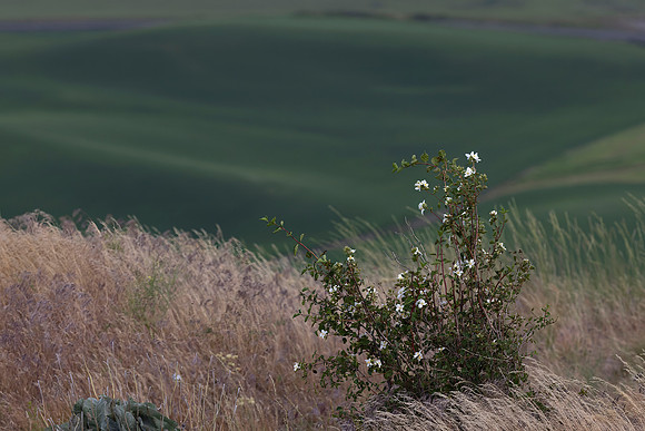 Steptoe Butte 5, WA