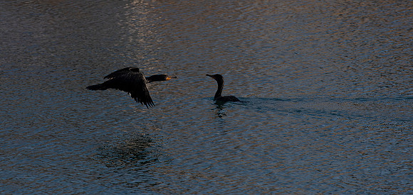 Cormorants
