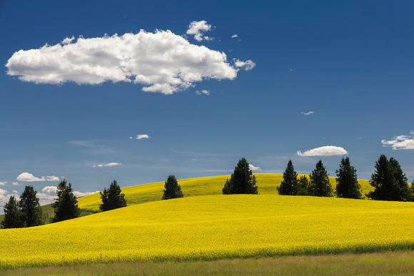 Pines, Canola and Clouds, Pullman, WA
