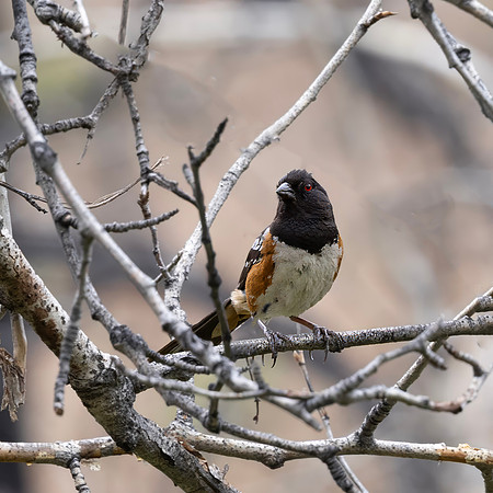 Rufous-Sided Towhee, Yakima, WA