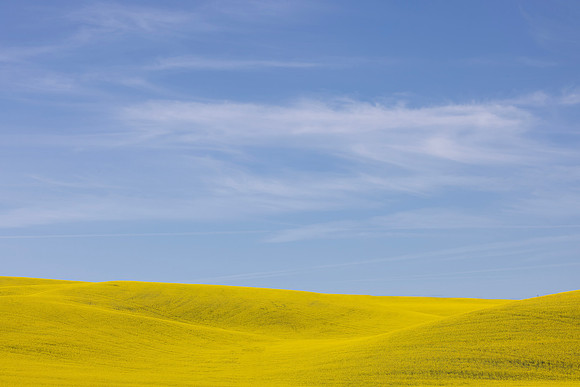 Canola and Sky, Steptoe, WA