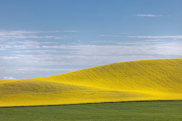 Canola and Sky, Steptoe, WA