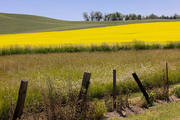 Canola Fields, Near Steptoe, WA