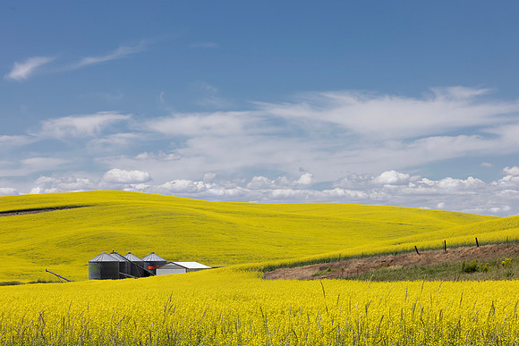Canola Fields, Near Steptoe, WA