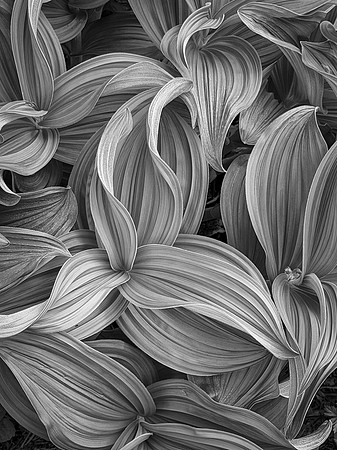 False Hellbore (Vertatrum viride)