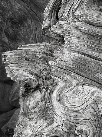 Stump Detail II, Mt. Rainier National Park, WA