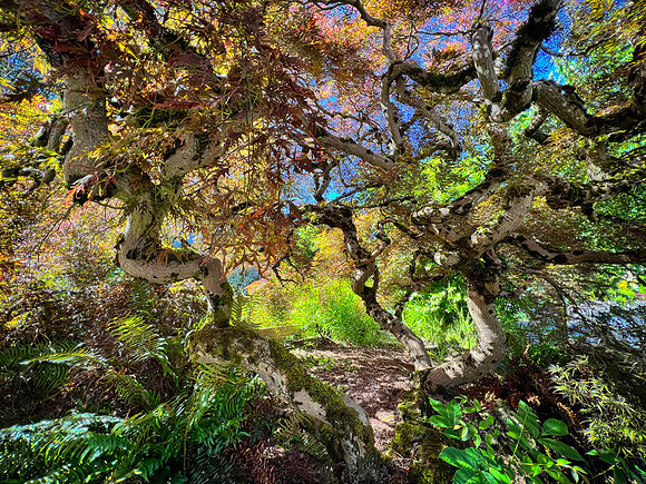 Japanese Maple, Portland, OR